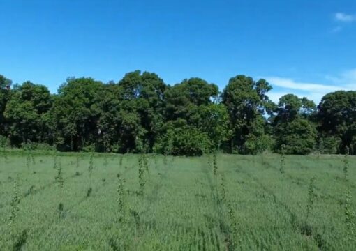 Forestación LB